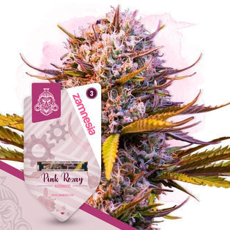 Pink Rozay Auto (Zamnesia Seeds) feminized