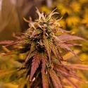 Apple Fritter Automatic (Zamnesia Seeds) feminized