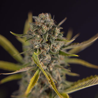 Apple Fritter Automatic (Zamnesia Seeds) feminized