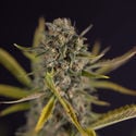 Apple Fritter Automatic (Zamnesia Seeds) feminized