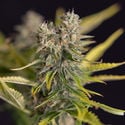 Apple Fritter Automatic (Zamnesia Seeds) feminized