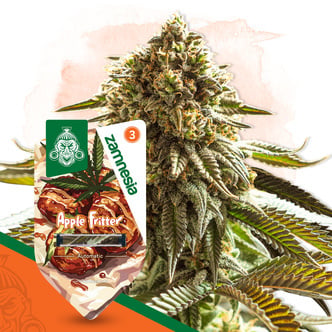 Apple Fritter Automatic (Zamnesia Seeds) feminized