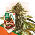 Apple Fritter Automatic (Zamnesia Seeds) feminized