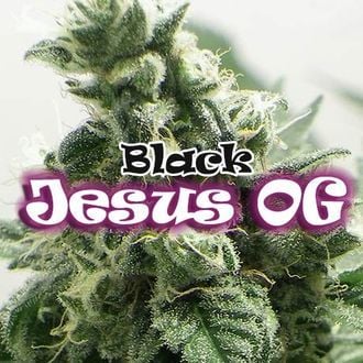 Black Jesus OG (Dr Underground) feminized