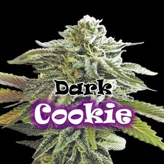 Dark Cookie (Dr. Underground) feminized