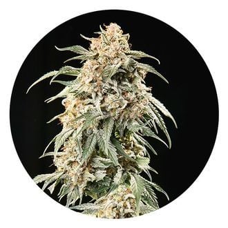 Auto Tao Mix 2 (Top Tao Seeds) Regular