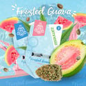 Frosted Guava (Zamnesia Seeds) feminized