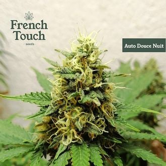Auto Douce Nuit (French Touch Seeds) feminized