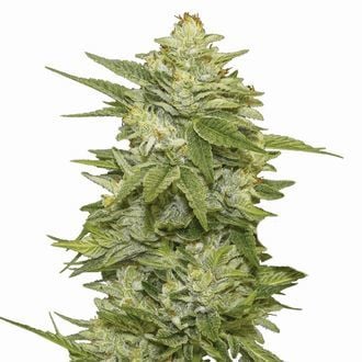 GG-48 (Nirvana) Feminized