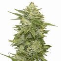 GG-48 (Nirvana) Feminized