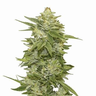 GG-48 Auto (Nirvana) Feminized