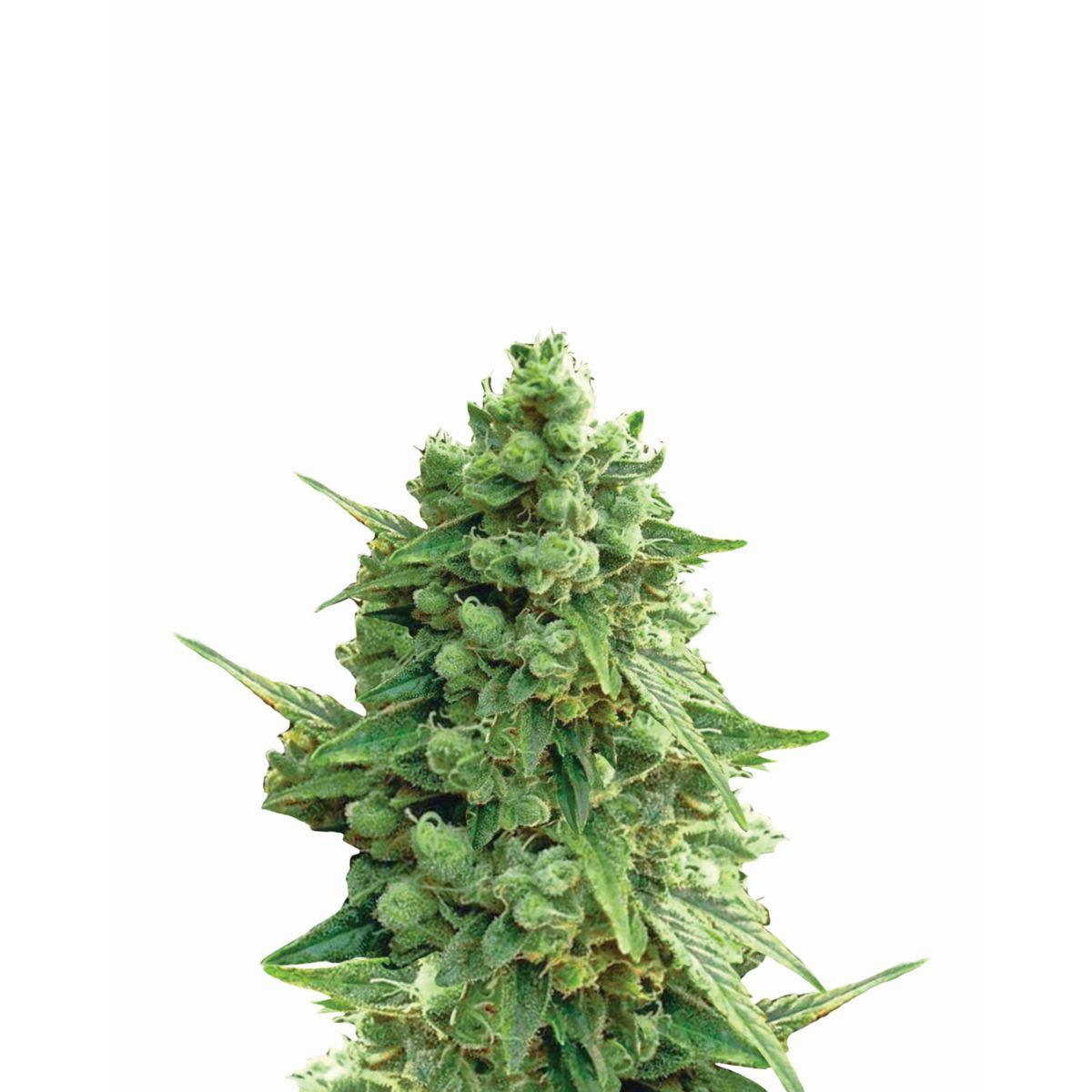 CRDB70%マウイワウイ Hawaii Maui Waui Auto | Nirvana