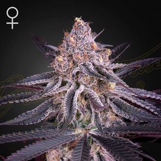 King's Juice (Greenhouse Seeds) Feminized