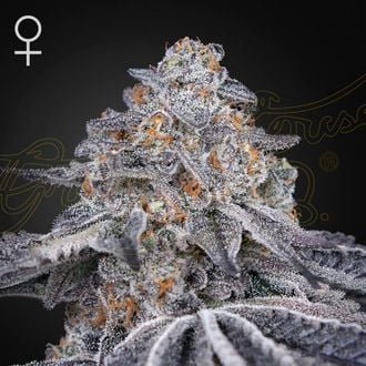 Velvet Moon (Greenhouse Seeds) Feminized