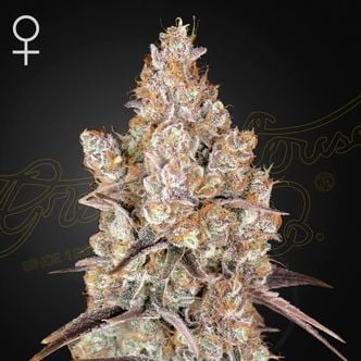 Holy Snow (Greenhouse Seeds) Feminized