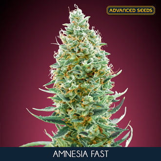 Amnesia Fast (Advanced Seeds) Feminized