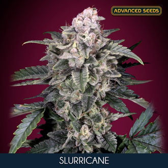 Slurricane (Advanced Seeds) Feminized