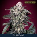 Slurricane (Advanced Seeds) Feminized