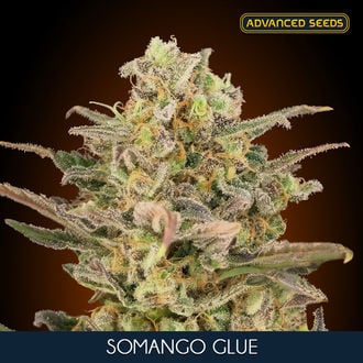 Somango Glue (Advanced Seeds) Feminized