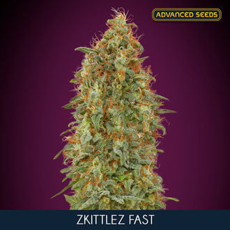 Zkittlez Fast (Advanced Seeds) Feminized