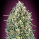 Auto Gelato 33 (Advanced Seeds) Feminized