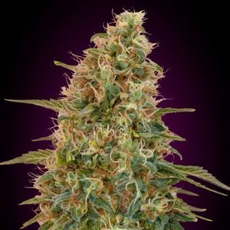 Auto Zkittlez (Advanced Seeds) Feminized