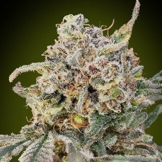 Auto Somango Glue (Advanced Seeds) Feminized