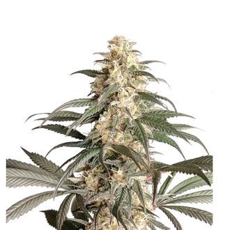 Black Lebanon (Super Sativa Seed Club) Feminized