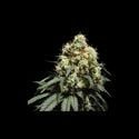 Bruce Lemon Diesel (Super Sativa Seed Club) Feminized