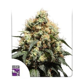 Bruce Lemon Diesel (Super Sativa Seed Club) Feminized