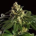 Dream Sherbet (Kannabia) Feminized
