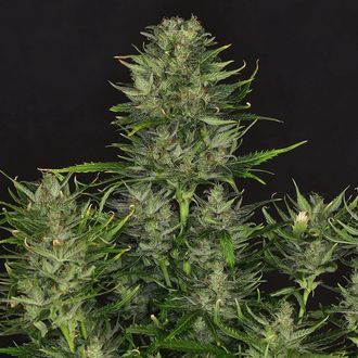 Dosidos Auto (Kannabia) Feminized