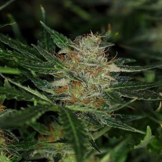Dream Sherbet Auto (Kannabia) Feminized