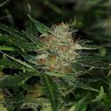 Dream Sherbet Auto (Kannabia) Feminized