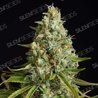 Amnesia Lemon (Silent Seeds) feminized