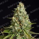 Amnesia Lemon (Silent Seeds) Feminized