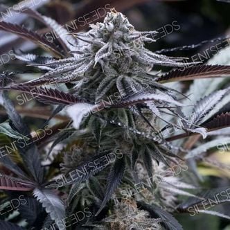 Grape Juice (Silent Seeds) feminized