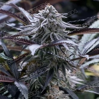 Grape Juice (Silent Seeds) Feminized