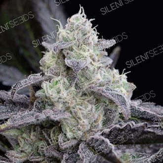 LA Vanilla Cake (Silent Seeds) Feminized