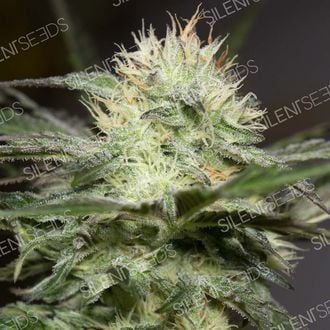 Lemon Sorbet (Silent Seeds) Feminized