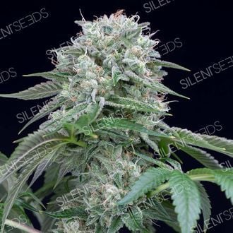 Starfire OG (Silent Seeds) Feminized