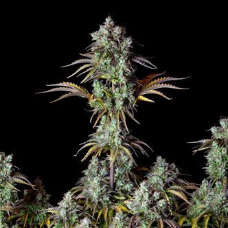 Original Big Bud Auto (FastBuds) Feminized