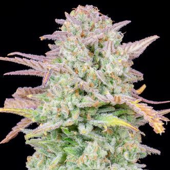 Original Trainwreck Auto (FastBuds) Feminized