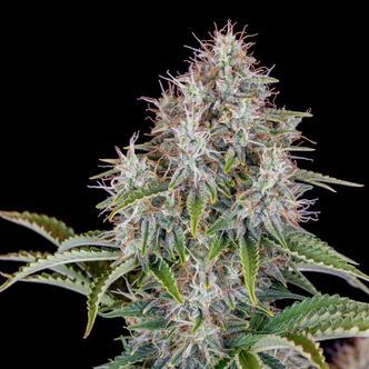 Original Cinderella Auto (FastBuds) Feminized