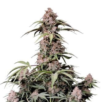 Amnesia Zkittlez Auto (FastBuds) Feminized