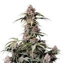Amnesia Zkittlez Auto (FastBuds) Feminized