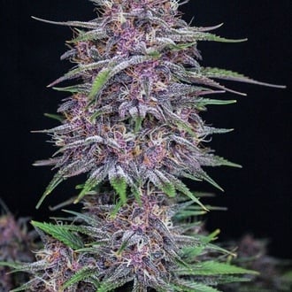 Banana Purple Punch Auto (FastBuds) Feminized
