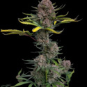Gorilla Punch Auto (FastBuds) Feminized