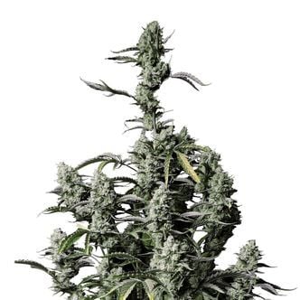 Gorilla Zkittlez Auto (FastBuds) Feminized