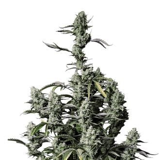 Gorilla Zkittlez Auto (FastBuds) Feminized
